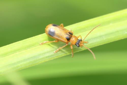Réf. 257 403 : Phyllobrotica quadrimaculata